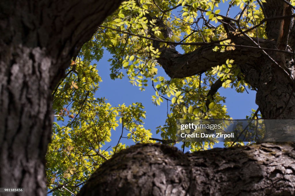 Through the trees