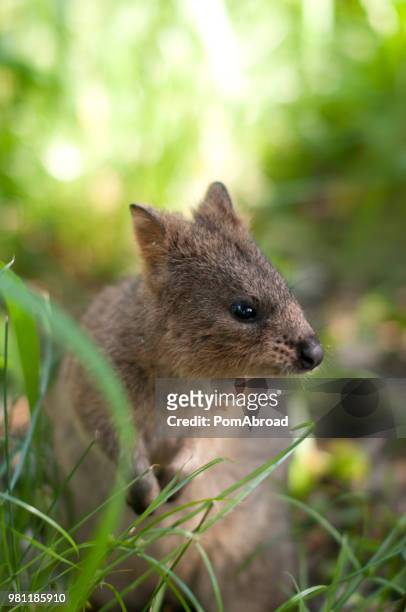 potoroo - vulnerable species stock pictures, royalty-free photos & images