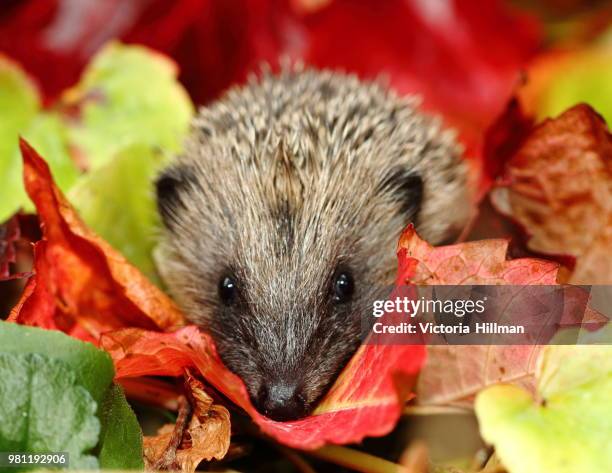 autumn hedgehog - insectívoro fotografías e imágenes de stock