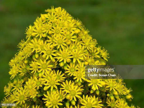 golden mountain - indigenous australia stock pictures, royalty-free photos & images