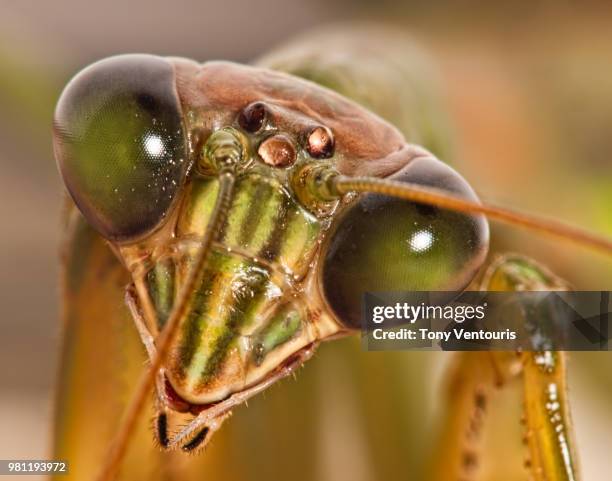 Mantis Fae 715 Praying Mantis Face Stock Photos, High-Res Pictures, and Images ...