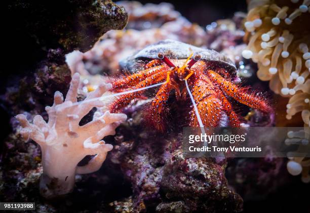 hermit crab underwater - hermit crab stock pictures, royalty-free photos & images