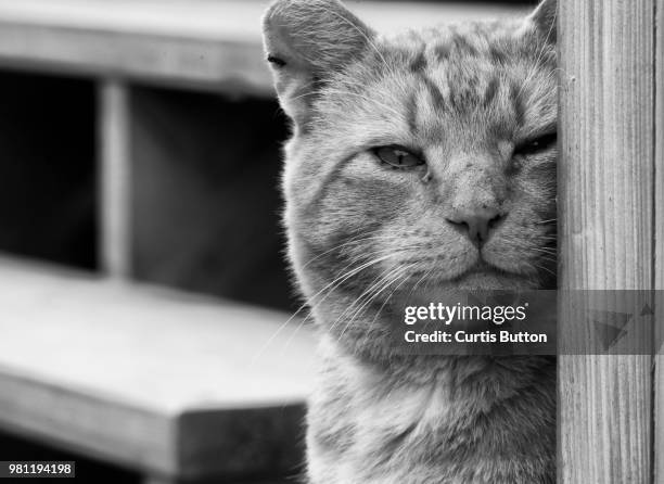 crying wanderer - transfer print stock pictures, royalty-free photos & images