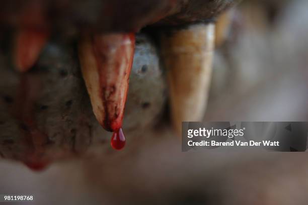 bloody crocodile tooth - bloody lion stockfoto's en -beelden