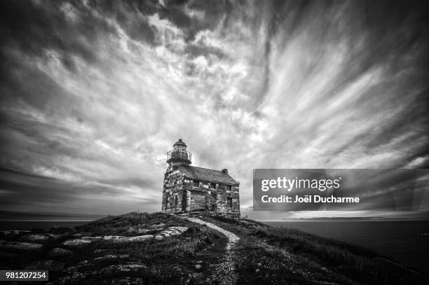 phare de rose blanche - rose blanche stockfoto's en -beelden