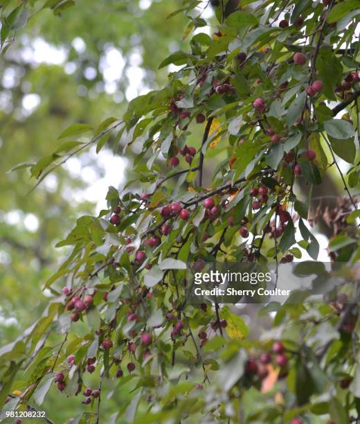 crabapple tree - coulter stock pictures, royalty-free photos & images