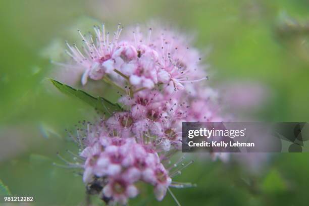 soft spirea - spirea stock pictures, royalty-free photos & images