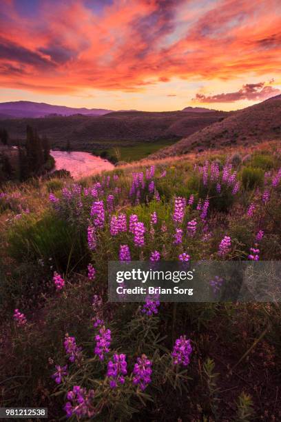 lamar valley - sorg stock-fotos und bilder