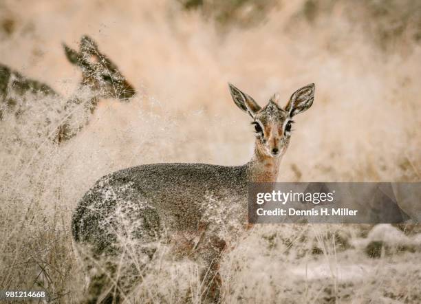 springbok (maybe a kudu) etosha park, namibia - springbok deer fotografías e imágenes de stock