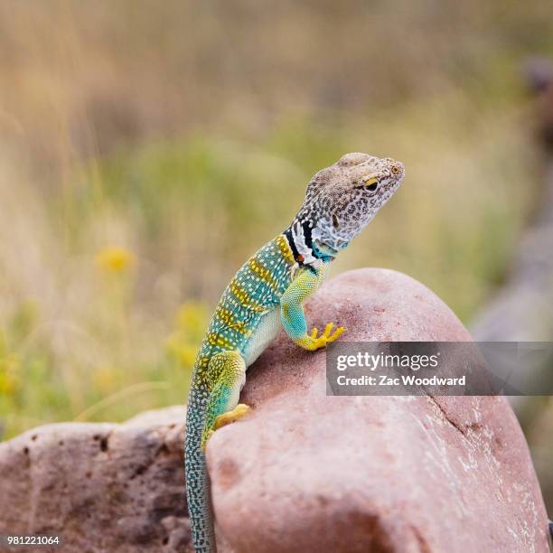 eastern collard lizard - lagarto de collar fotografías e imágenes de stock