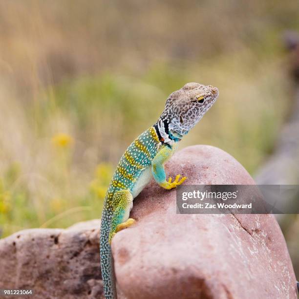 eastern collard lizard - crotaphytidae stock pictures, royalty-free photos & images