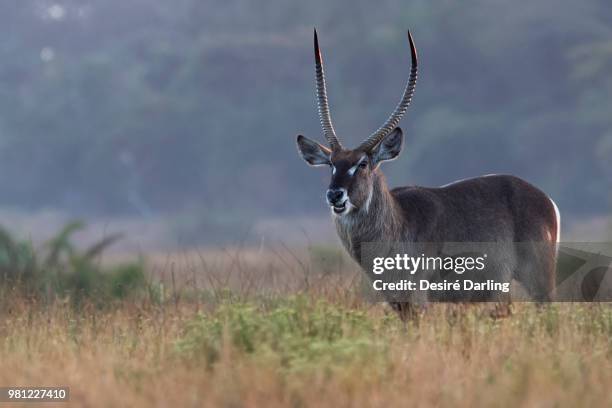 cape vidal water buck - defassa waterbuck stock pictures, royalty-free photos & images