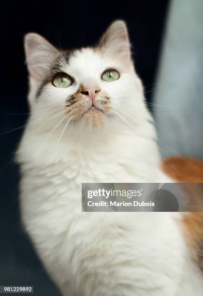 cerise - cerise stockfoto's en -beelden