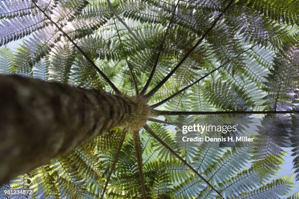 under the canopy - tree canopy pattern fotografías e imágenes de stock