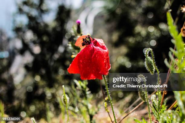 dernier souffle du coquelicot - coquelicot fotografías e imágenes de stock