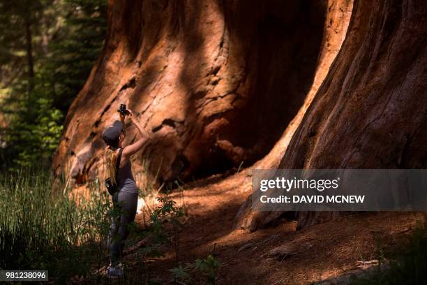 Woman photographs an ancient sequoia tree at the Mariposa Grove of giant sequoias on June 21, 2018 in Yosemite National Park, California which...