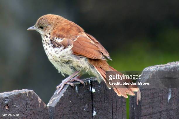 baby thrasher - thrasher stock pictures, royalty-free photos & images