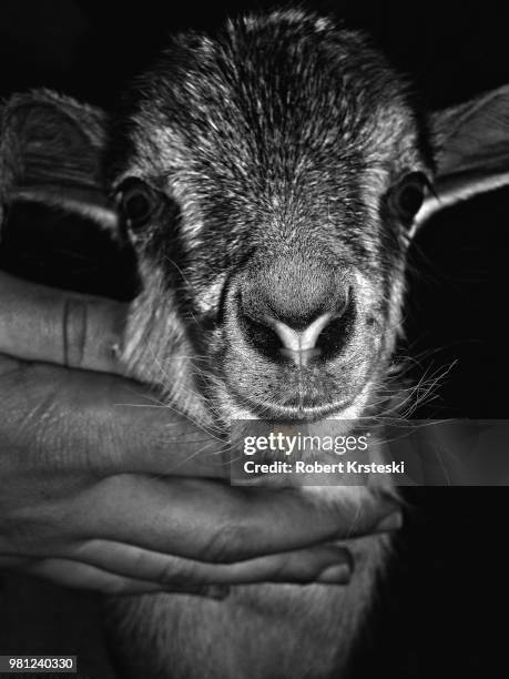 nanny goat - nanny stockfoto's en -beelden