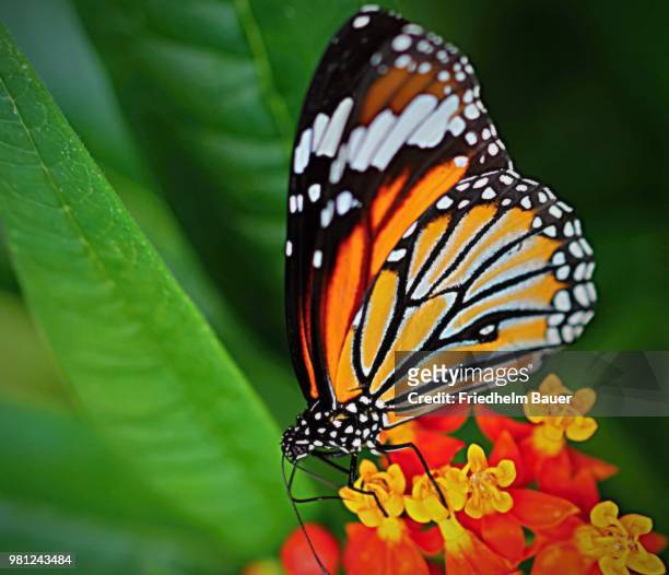 schmetterling (4) - butterfly (4) - schmetterling fotografías e imágenes de stock
