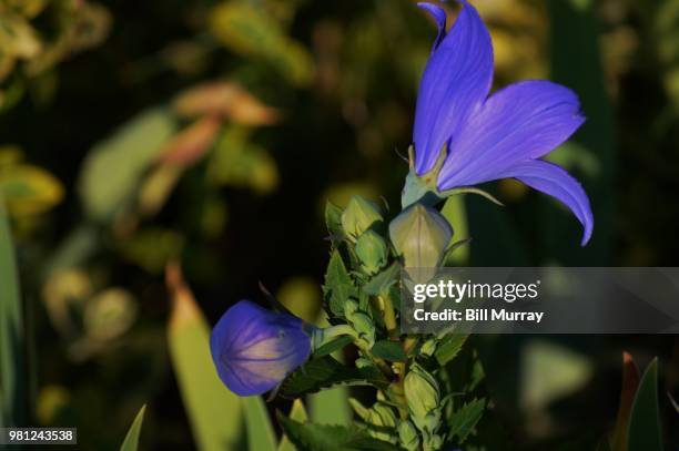 blue bell flowers and buds - violetta bell foto e immagini stock