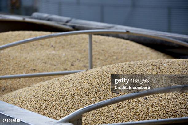 Soybeans sit in a truck at a grain elevator in Ohio, Illinois, U.S., on Tuesday, June 19, 2018. A rout in commodities deepened as the threat of a...