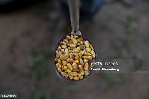 Worker holds a sample of corn at a grain elevator in Ohio, Illinois, U.S., on Tuesday, June 19, 2018. A rout in commodities deepened as the threat of...