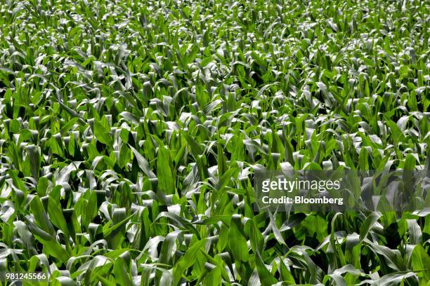 Corn plants grow in a field outside Ohio, Illinois, U.S., on Tuesday, June 19, 2018. A rout in commodities deepened as the threat of a trade war...