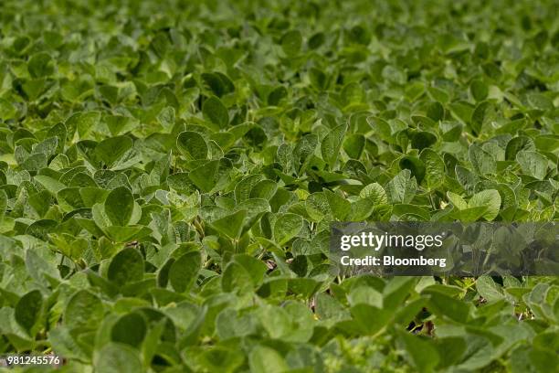 Soybean plants grow in a field outside Ohio, Illinois, U.S., on Tuesday, June 19, 2018. A rout in commodities deepened as the threat of a trade war...