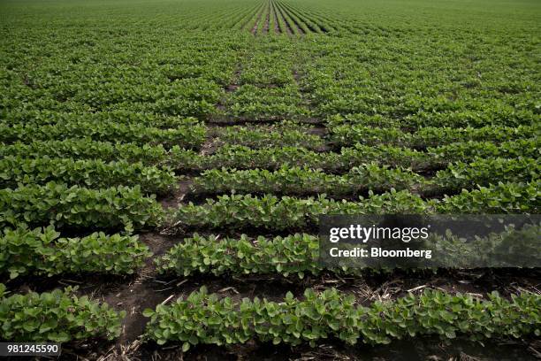 Soybean plants grow in a field near Ohio, Illinois, U.S., on Tuesday, June 19, 2018. A rout in commodities deepened as the threat of a trade war...