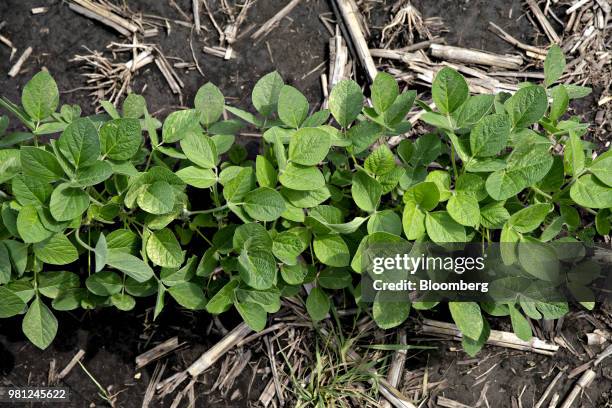 Soybean plants grow in a field near Ohio, Illinois, U.S., on Tuesday, June 19, 2018. A rout in commodities deepened as the threat of a trade war...
