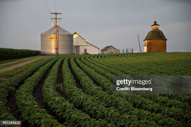 Soybean plants grow in a field near Tiskilwa, Illinois, U.S., on Tuesday, June 19, 2018. A rout in commodities deepened as the threat of a trade war...