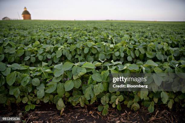 Soybean plants grow in a field near Tiskilwa, Illinois, U.S., on Tuesday, June 19, 2018. A rout in commodities deepened as the threat of a trade war...