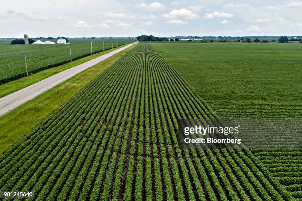 Soybean plants grow in a field in this aerial photograph taken above Ohio, Illinois, U.S., on Tuesday, June 19, 2018. A rout in commodities deepened...