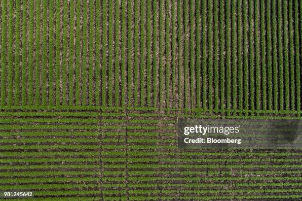 Soybean plants grow in a field in this aerial photograph taken above Ohio, Illinois, U.S., on Tuesday, June 19, 2018. A rout in commodities deepened...