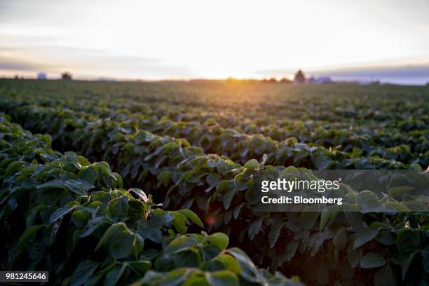 Soybean plants grow in a field near Tiskilwa, Illinois, U.S., on Tuesday, June 19, 2018. A rout in commodities deepened as the threat of a trade war...