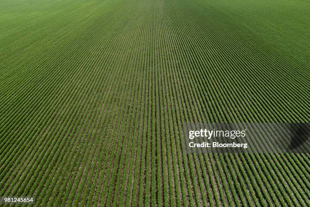 Soybean plants grow in a field in this aerial photograph taken above Ohio, Illinois, U.S., on Tuesday, June 19, 2018. A rout in commodities deepened...