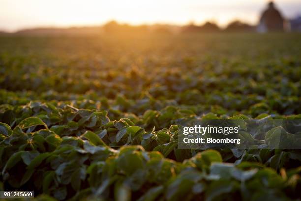 Soybean plants grow in a field at dusk near Tiskilwa, Illinois, U.S., on Tuesday, June 19, 2018. A rout in commodities deepened as the threat of a...