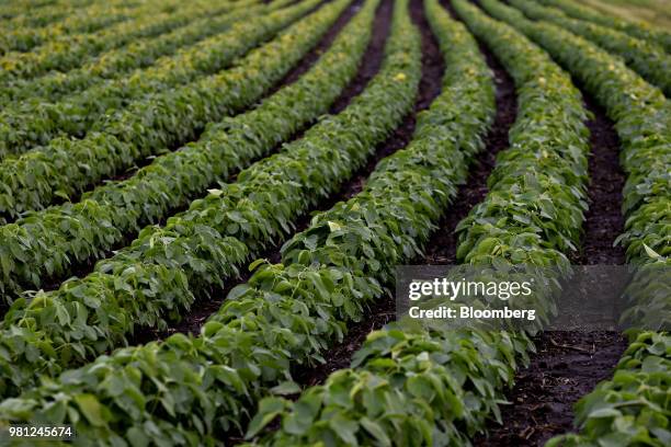 Soybean plants grow in a field near Tiskilwa, Illinois, U.S., on Tuesday, June 19, 2018. A rout in commodities deepened as the threat of a trade war...