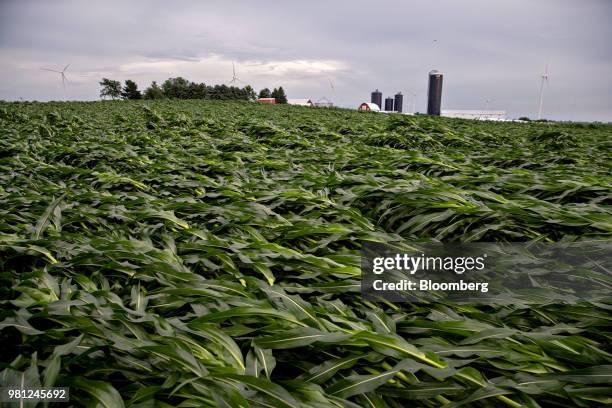 Corn plants are seen knocked over during a thunderstorm in a field near Tiskilwa, Illinois, U.S., on Tuesday, June 19, 2018. A rout in commodities...