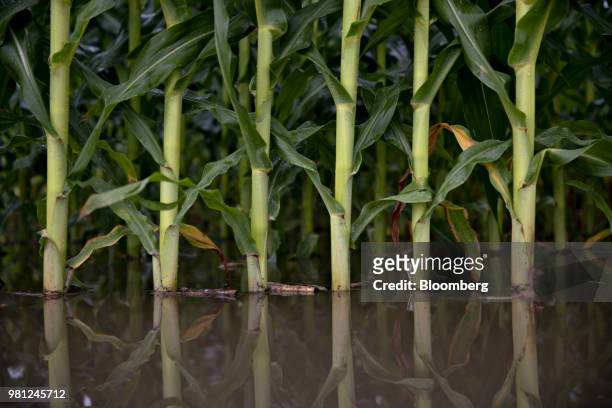 Standing water surrounds corn plants at the edge of a field near Tiskilwa, Illinois, U.S., on Tuesday, June 19, 2018. A rout in commodities deepened...