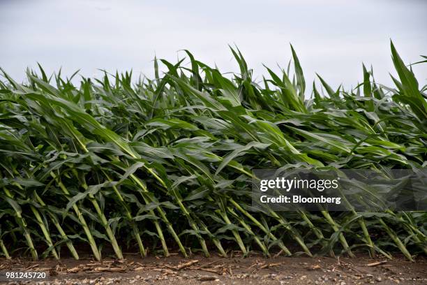 Corn plants are seen knocked over during a thunderstorm in a field near Tiskilwa, Illinois, U.S., on Tuesday, June 19, 2018. A rout in commodities...