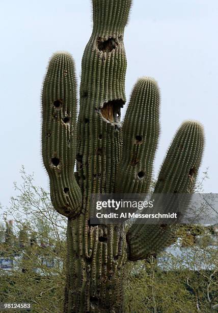 Arizona cactus shows damage from errant tee shots beside the 15th fairway during third round competition January 31, 2004 at the 2004 FBR Open at the...