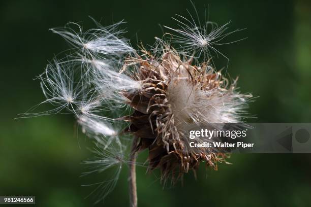 bad hair day - spike hair stock pictures, royalty-free photos & images