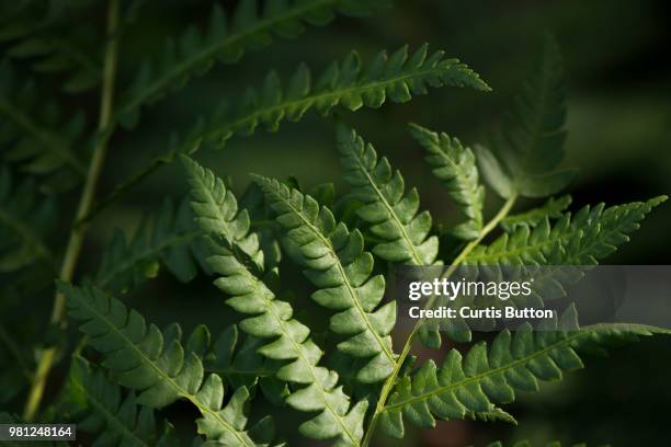 fern - button fern stock pictures, royalty-free photos & images