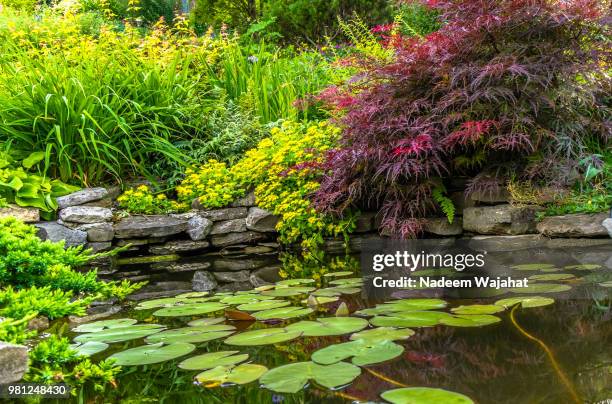 pond in backyard - backyard pond stock pictures, royalty-free photos & images