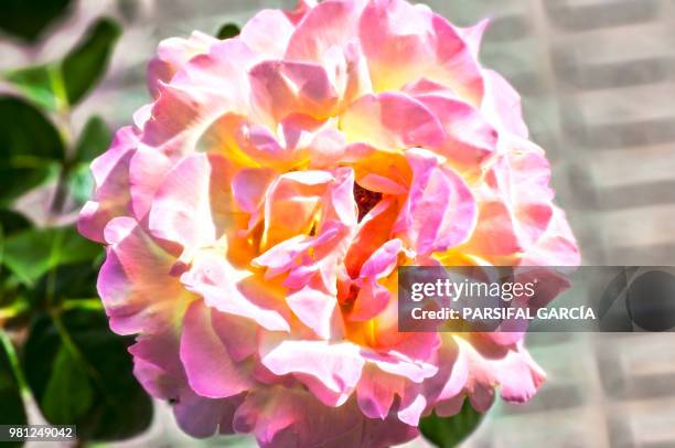 flor divina - rosa flor stock pictures, royalty-free photos & images