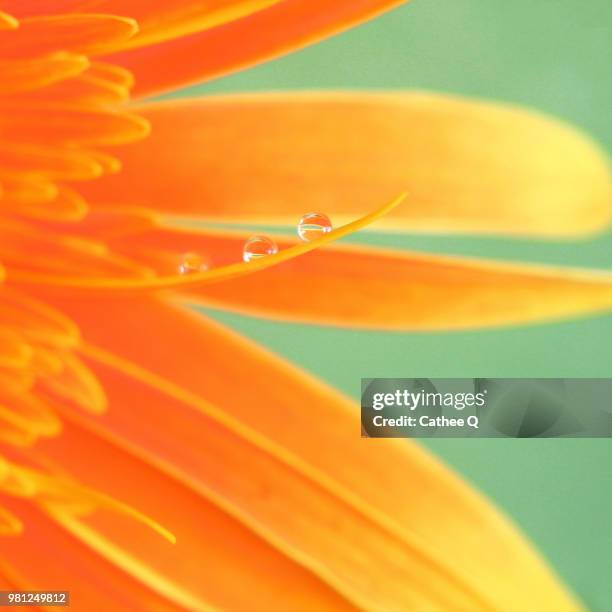 Cathee 21 Cathee Stock Photos, High-Res Pictures, and Images - Getty Images