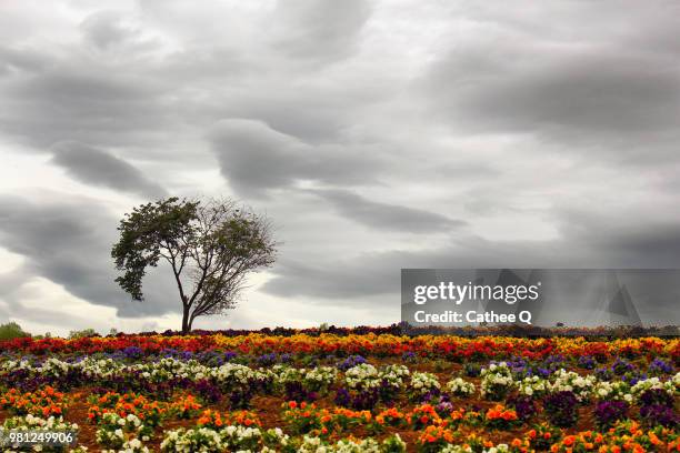 Cathee Cathee Photos and Premium High Res Pictures - Getty Images