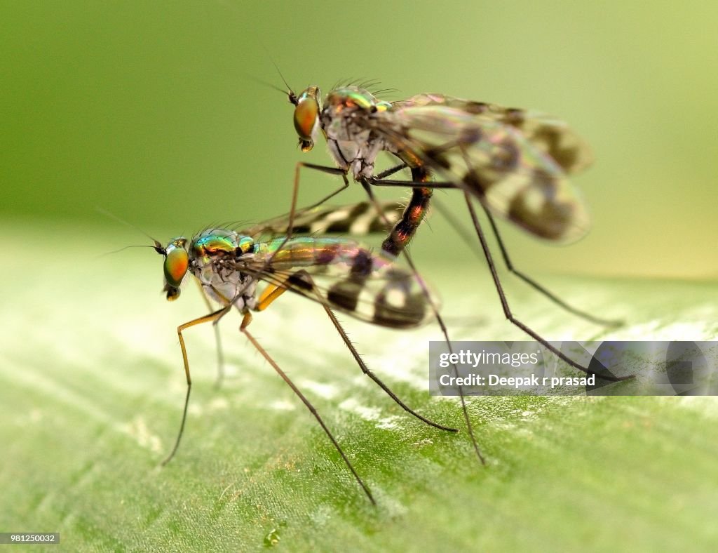 Crane Flies