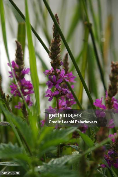 loosestrife (lythrum) - loosestrife stock pictures, royalty-free photos & images